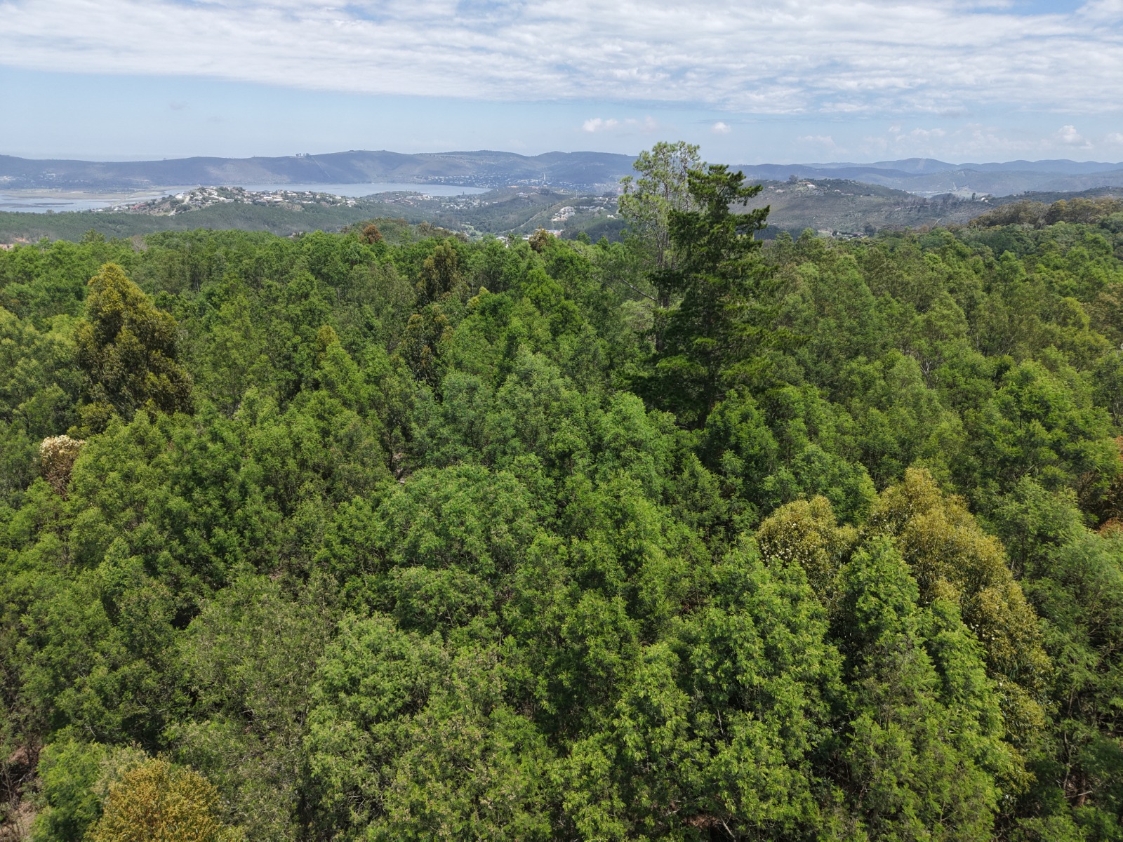 Alien Invasives Threatening our Local Indigenous Flora