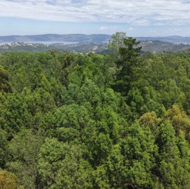 Alien Invasives Threatening our Local Indigenous Flora